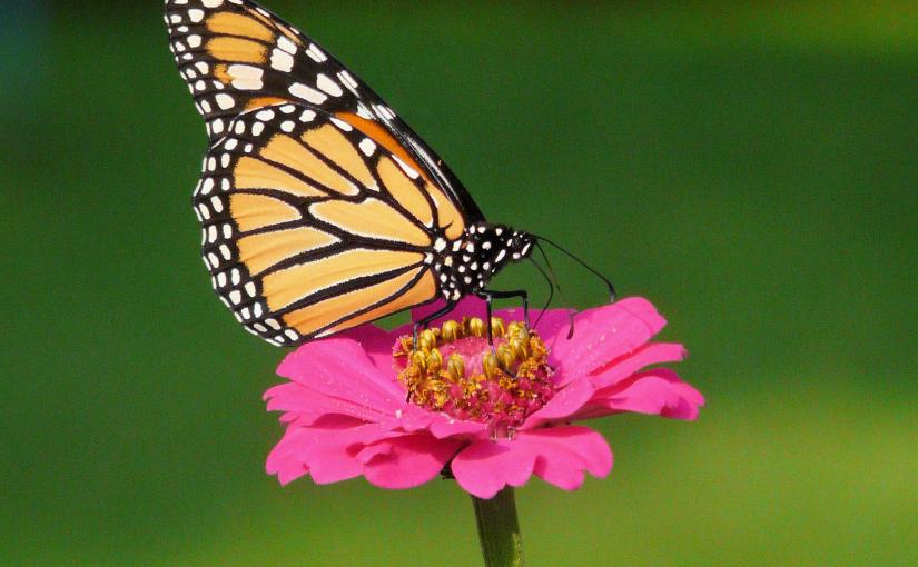 ACT, its best friend COMPASSION, and TRANSITIONS